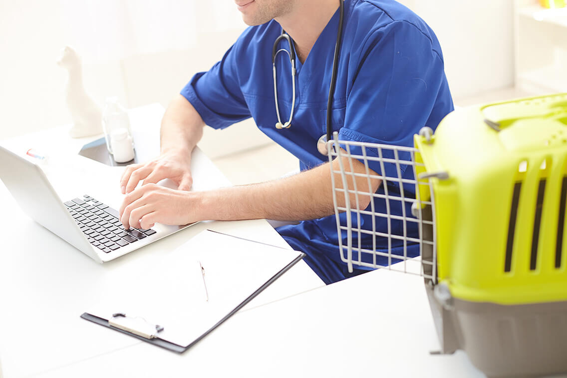 Professional young veterinarian is typing on a laptop with joy. He is sitting at desk neat a cat carrier box